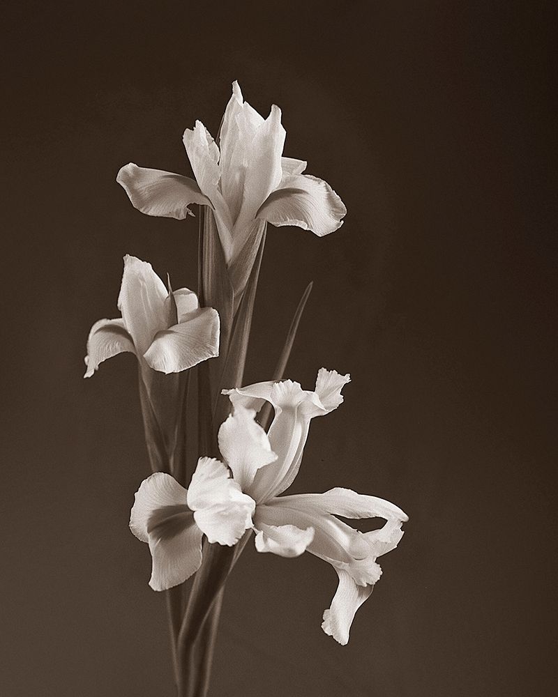 Sepia tone Iris